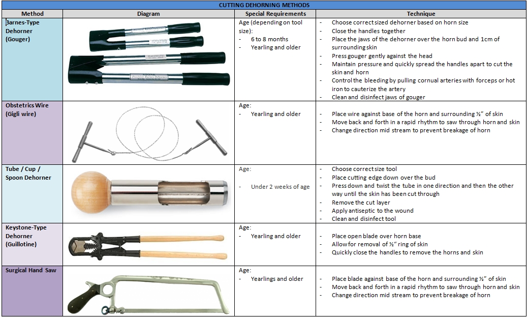 LAB 2 Dehorning and Disbudding Procedures FINAL